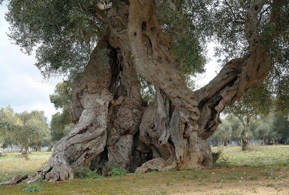 סאלבה Bio-Agriturismo Masseria La Palombara מראה חיצוני תמונה